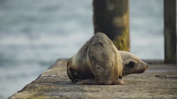 Einsamer Fauler Seehund Liegt Auf Holzdeck Neben Der Küste — Stockvideo