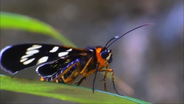 Black Butterfly Perched Leaves Flower Garden Butterfly Beautiful Motif Insecta — Video Stock