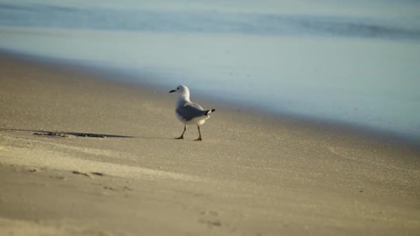 Little Cute Bird Having Stroll Sandy Beach — Stockvideo