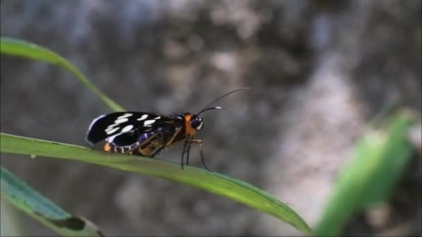 Schwarzer Schmetterling Auf Einem Blatt Blumengarten Schmetterling Mit Schönem Motiv — Stockvideo