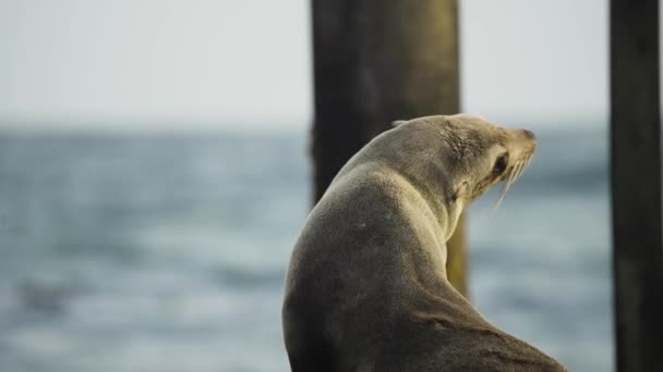 在海滨坐着放松的懒洋洋的海豹的画像 — 图库视频影像