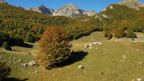 Aerial View Foliage Highlands Abruzzo Sunny Italy Tilt Drone Shot — Stock video