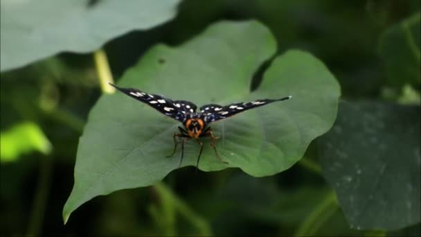 Black Butterfly Perched Leaves Flower Garden Butterfly Beautiful Motif Insecta — Stockvideo