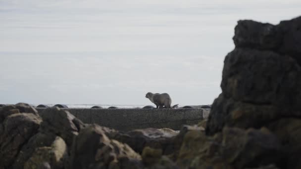 一只懒洋洋的海狮躺在海边的岩石上 — 图库视频影像