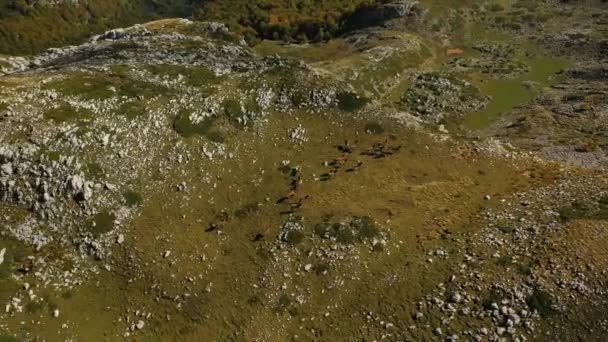 Luchtfoto Van Herten Staande Een Bergplateau Italië Kantelen Drone Schot — Stockvideo