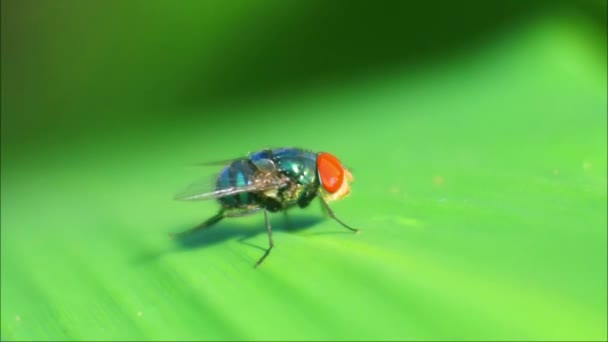 飞上树叶Hd视频 苍蝇栖息在亚麻属动物的栖息地 黑色苍蝇镜头 — 图库视频影像