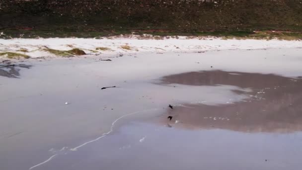 Two Crows Flying Low Sandy Beach Sea Aerial — Vídeo de Stock