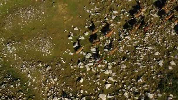 Aerial View Herd Wild Deer Apennine Italy Rotating Top Drone — Vídeos de Stock