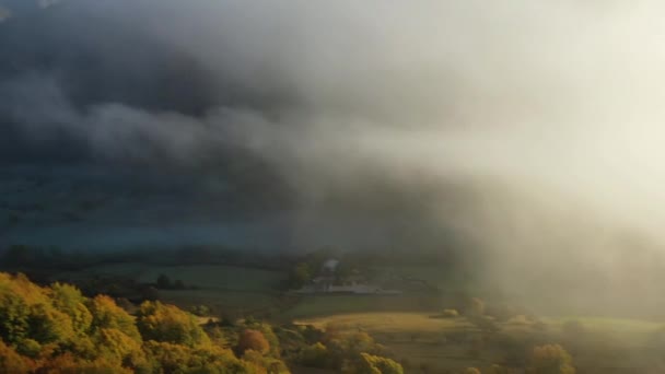Αεροφωτογραφία Γύρω Από Ομίχλη Θέα Ζωντανά Δέντρα Φύλλωμα Ηλιόλουστη Ημέρα — Αρχείο Βίντεο