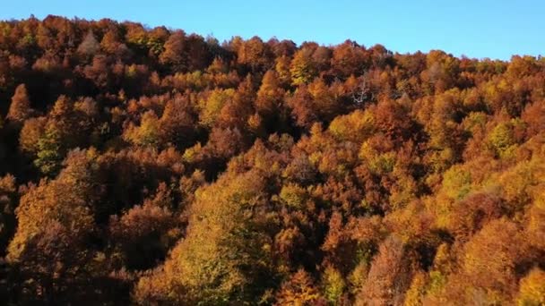 Aerial View Vibrant Foliage Colored Forest Sunny Fall Day Abruzzo — стоковое видео