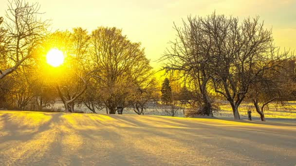 在无叶的树木和雪地的农田后面 金色日出的时间消逝了 冬天美丽的自然景观 — 图库视频影像