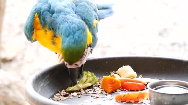 Foto Cámara Lenta Guacamayo Azul Amarillo Comiendo Verduras Frescas Naturaleza — Vídeo de stock