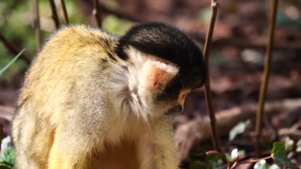 Close Shot Sweet Baby Saimiri Monkey Looking Wilderness Sunny Day — Stock Video