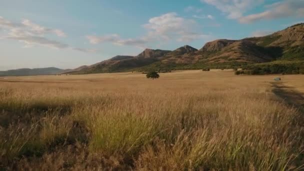 Walking Slowly Tall Grass Distant Tree Mountain Scenery — Stockvideo