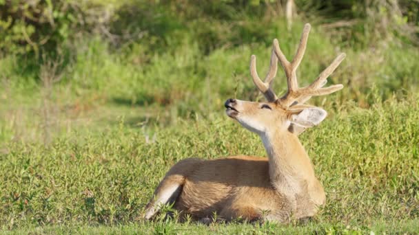 Peaceful Marsh Deer Blastocerus Dichotomus Majestic Antlers Lying Taking Afternoon — Stok video