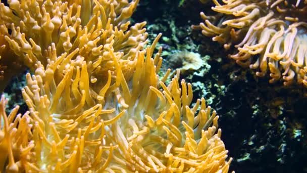 Close Yellow Natural Anemone Underwater Motion Tropical Wildlife Saltwater Slow — Stock Video