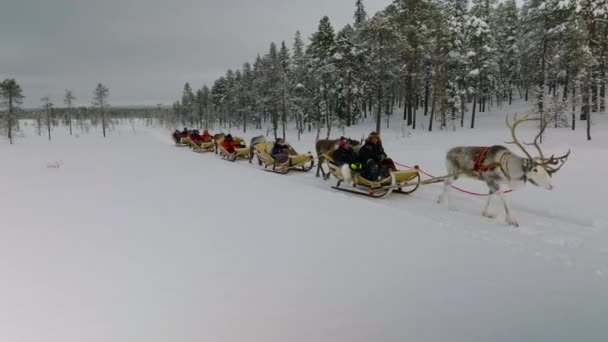 Group Tourists Riding Sleigh Pulled Reindeers Muonio Фінляндія Широкий — стокове відео