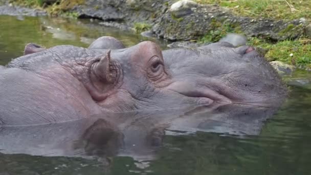 Gros Plan Hippo Hippopotame Reposant Dans Lac Naturel Observant Pleine — Video