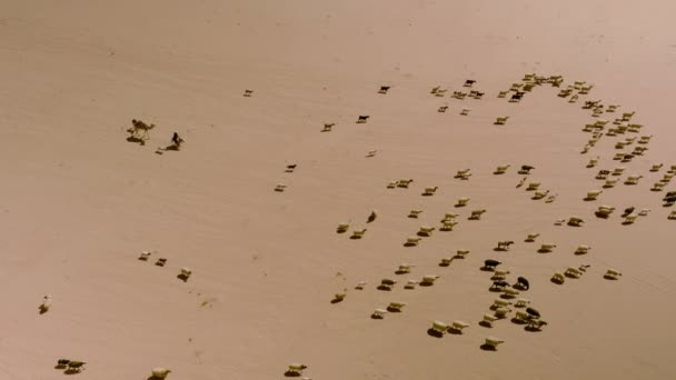 Bedouin Shepherd Moving Sheep Arabian Desert Wadi Rum Jordan Aerial — Stock Video