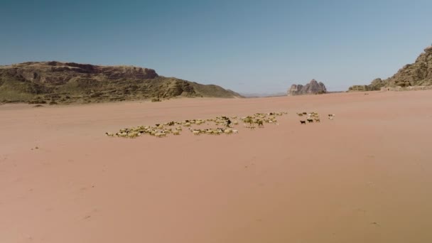 Flock Sheep Herd Nomad Camel Walking Desert Wadi Rum Jordan — стокове відео
