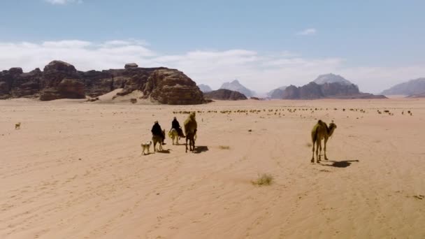 Bedouin Herder Camel Herding Flock Sheep Antena — Vídeos de Stock