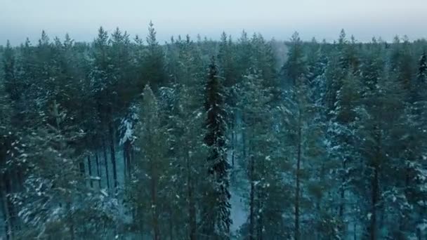 Volando Través Del Bosque Invierno Con Densos Pinos Finlandia Aerial — Vídeos de Stock