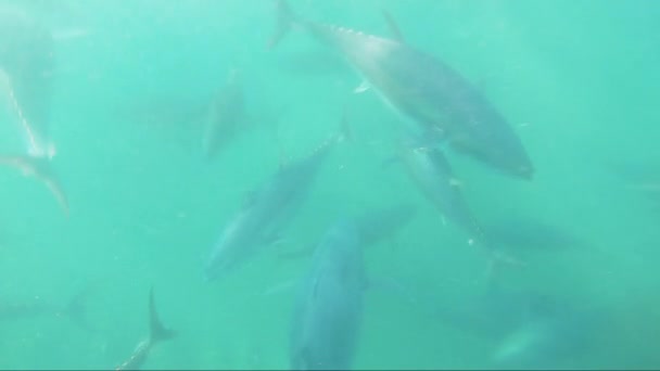 Underwater Shot Big School Tuna Being Fished Conil Spain — Stock Video