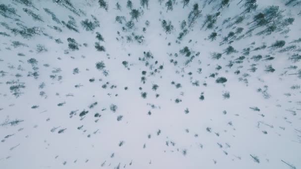 Top View Conifer Erdő Borított Mély Lappföldön Finnországban Légi Drón — Stock videók