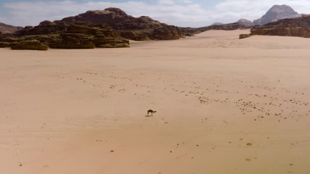 Single Camel Walking Wadi Rum Desert Obklopen Obrovskými Skalními Útvary — Stock video