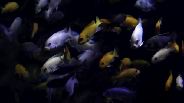 Witte Gele Kleurrijke Vissen Zwemmen Rond Donker Water — Stockvideo