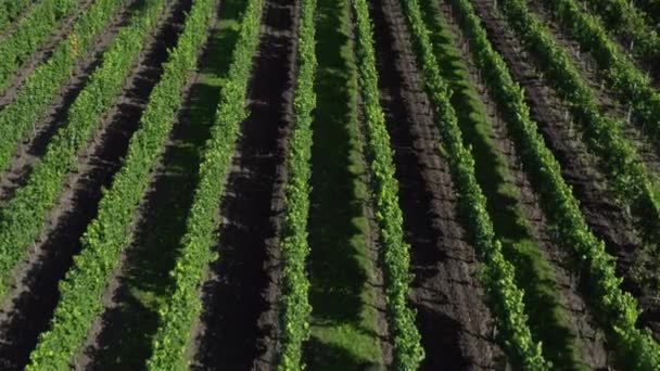 Large Commercial Vineyard Rows Grapevines Used Production Wine Aerial Reveal — Videoclip de stoc