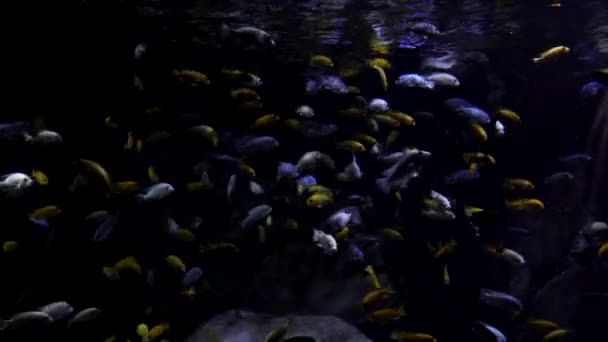 Manada Peixes Coloridos Nadando Água Escura — Vídeo de Stock