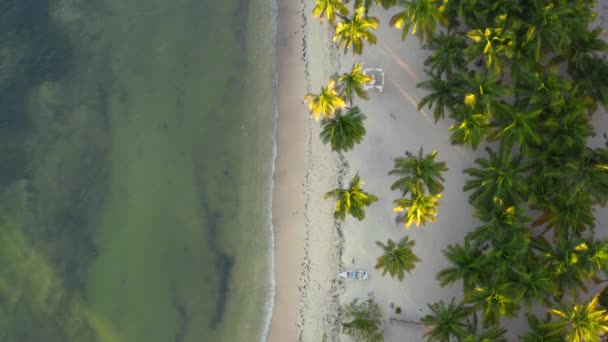 Onde Lavaggio Tropicale Spiaggia Sabbia Bianca Con Palme Illuminate Dal — Video Stock