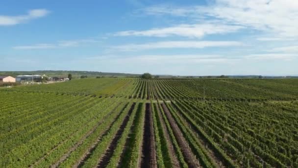チェコ共和国のワイン生産のためにブドウを育てるために使用される大規模な商業用ブドウ畑を明らかにしました — ストック動画