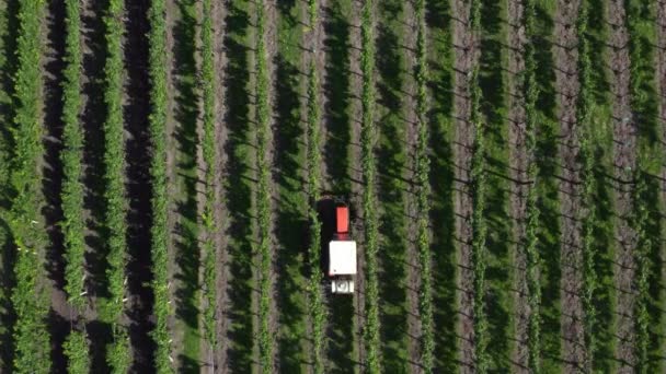 Дивлячись Вниз Невеликий Сільськогосподарський Трактор Проходить Ряд Виноградників Виробництва Вина — стокове відео
