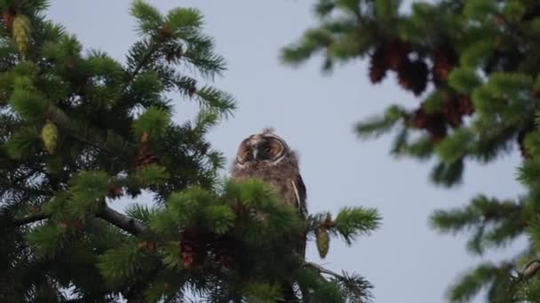 夕暮れ時に松の木の枝に座っている長い耳のフクロウのクローズアップズーム ハンドヘルド — ストック動画