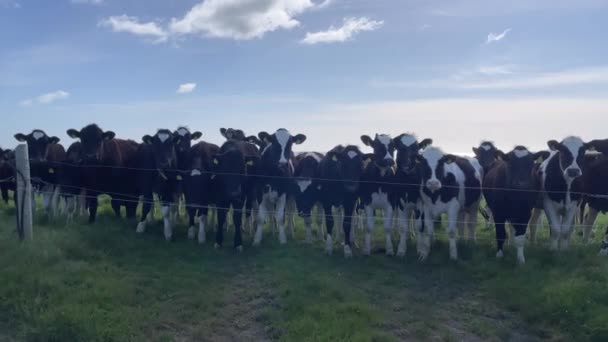 Giovani Mucche Curiose Piedi Vicino Alla Recinzione Una Giornata Sole — Video Stock