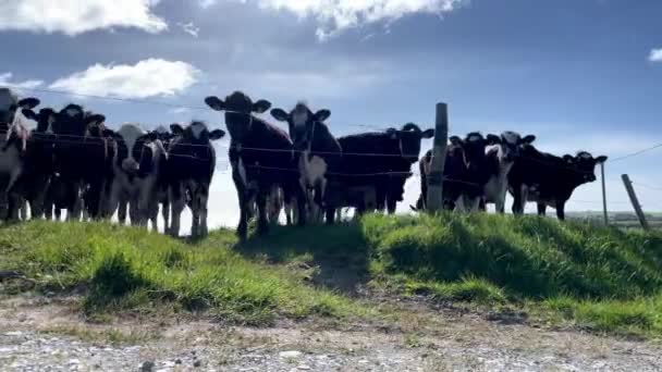 Green Pasture Herd Heifers Time Lapse Footage Sunny Day — Video Stock