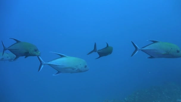 Pequeno Grupo Trevally Passando Frente Câmera Oceano Azul — Vídeo de Stock