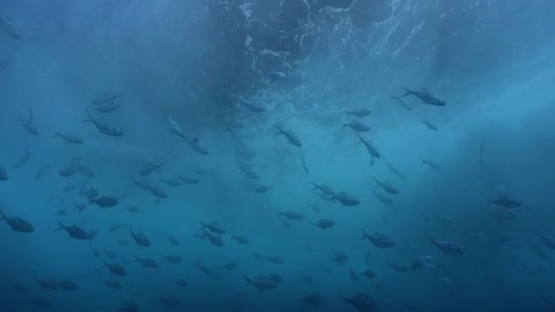 Shoal Trevally Swimming Water Surface Big Waves — Stock Video