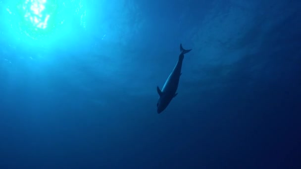 Thon Poisson Nageant Haute Mer Avec Surface Eau Arrière Plan — Video