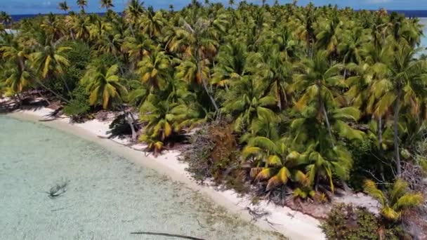 Beautiful Aerial Drone Shot Beautiful Little Island Tropical Lagoon Fakarava — Stock Video