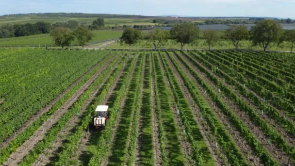 Liten Jordbrukstraktor Fördelar Gödningsmedel Mellan Rader Vinrankor För Vinproduktion Antenn — Stockvideo