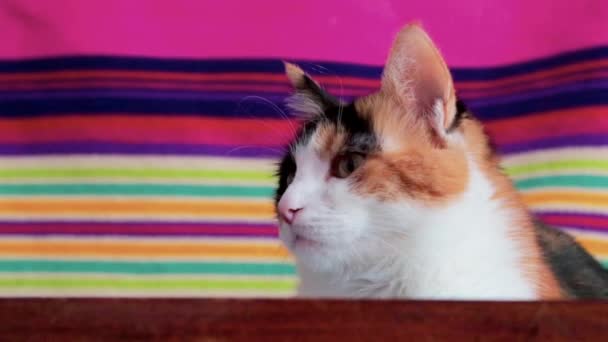 Közelkép Egy Macska Néz Körül Egy Színes Szőnyeg Mint Háttér — Stock videók