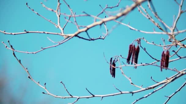 Branches Tree Swinging Wind Sunny Day — Vídeos de Stock