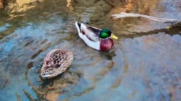 Zwei Enten Mit Unterschiedlichen Mustern Einem Fluss Einem Sonnigen Tag — Stockvideo