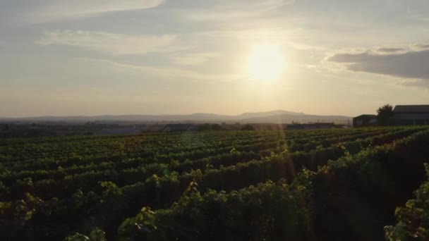 Lumière Soleil Doré Baigne Champ Fertile Vignes Utilisées Dans Production — Video