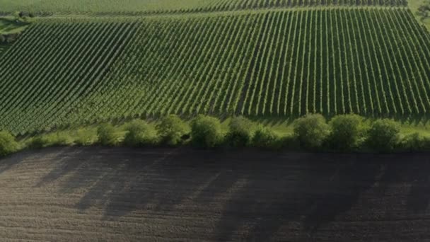 Pan Reveal Long Horizontal Rows Green Vineyards Hazy Golden Sky — Stock Video