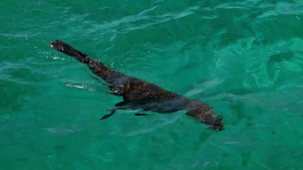 Cape Fur Seal Swimming Beautiful Blue Green Water — стоковое видео