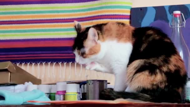 Katt Ett Bord Såg Sniffande Runt — Stockvideo